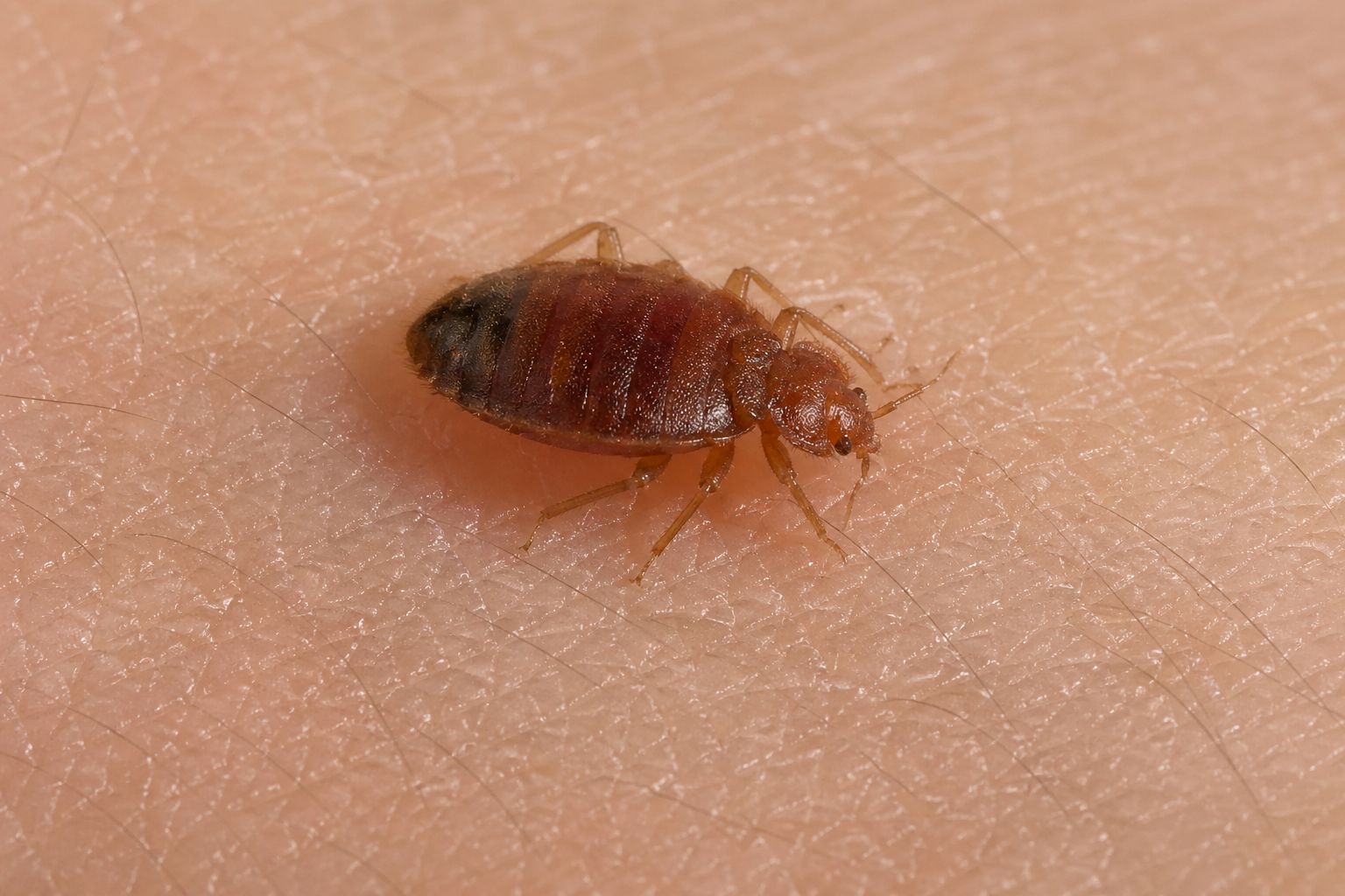 Jak poznat přítomnost štěnic v domácnosti